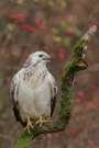 Mäusebussard (Buteo buteo)