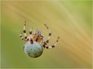 *Araneus quadratus*