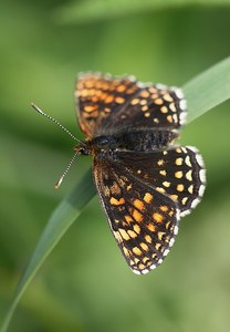 Baldrian-Scheckenfalter (Melitaea diamina)