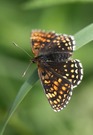 Baldrian-Scheckenfalter (Melitaea diamina)