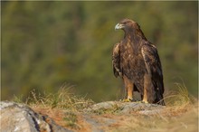 Steinadler... auf Stein :-)