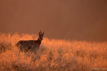 Gämse (Rupicapra rupicapra)