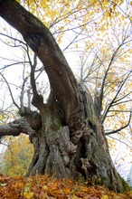 Der Baum der Unsterblichkeit