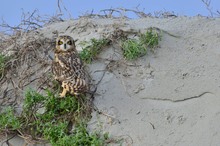 Sumpfohreule (Asio flammeus)   -    den Staren auf der Spur