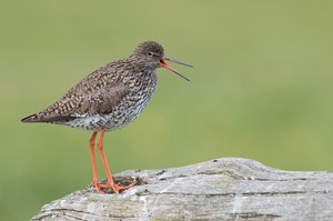 Rotschenkel