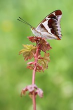 Großer Schillerfalter (Apatura iris)