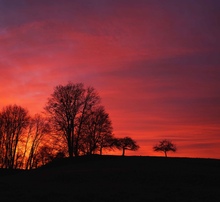 Baumkonturen im Abendrot