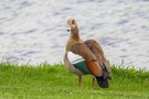 Nilgans