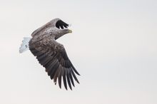 Seeadler