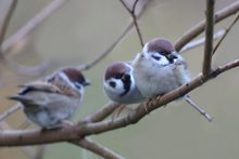 Sanfte Feldsperlingsgruppe...