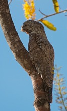 Riesentagschläfer (Nyctibius grandis)