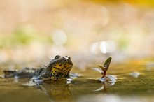 Unke im Ginsterlicht