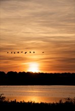 Wildgänse dem Sonnenuntergang entgegen