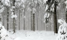 Winterwald