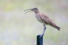 "Regenbrachvogel"