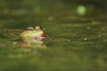 Sommerabend beim Steinbruch