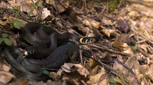 Natrix natrix zur Paarungszeit