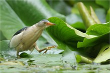 SCHREITvogel weil…