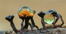 Metatrichia floriformis mit waldblick.......