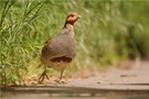 „Auf einem Feldweg“