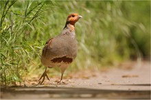 „Auf einem Feldweg“