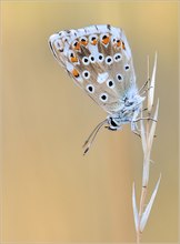 *Polyommatus coridon*