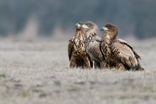 Adler  Trio