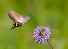 Wie ein Kolibri