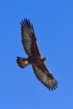 Steinalder im Flug