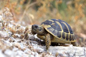 Griechische Landschildkröte