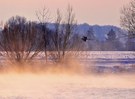 Alte Bilder......oder, der Flug des Reihers