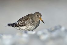 Meerstrandläufer (Calidris maritima)