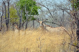 Pferdeantilope