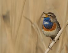 Blaukehlchen