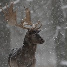 Damhirsch im Schnee