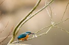 Eisvogel beim Frühstück