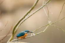 Eisvogel beim Frühstück