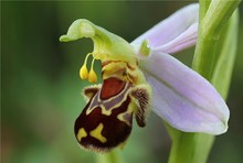 Bienen-Ragwurz, Ophrys apifera