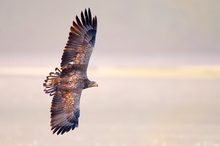 Seeadler (ND) 2