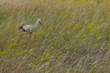 "Sommergruß"