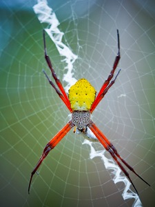 Radnetzspinne