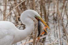 Silberreiher mit Fisch