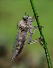 Raubfliege oder Jagdfliege (Asilidae)