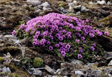 Stengelloses Leimkraut (Silene acaulis) auf der Bäreninsel...