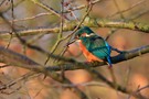 Eisvogel im späten Nachmittagslicht