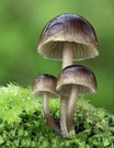 Winter-Helmling Mycena tintinnabulum