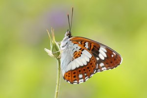 Kleiner Eisvogel (Limenitis camilla)