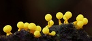 Physarum luteolum