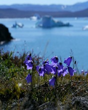 Glockenblumenblüten