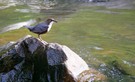 Wasseramsel